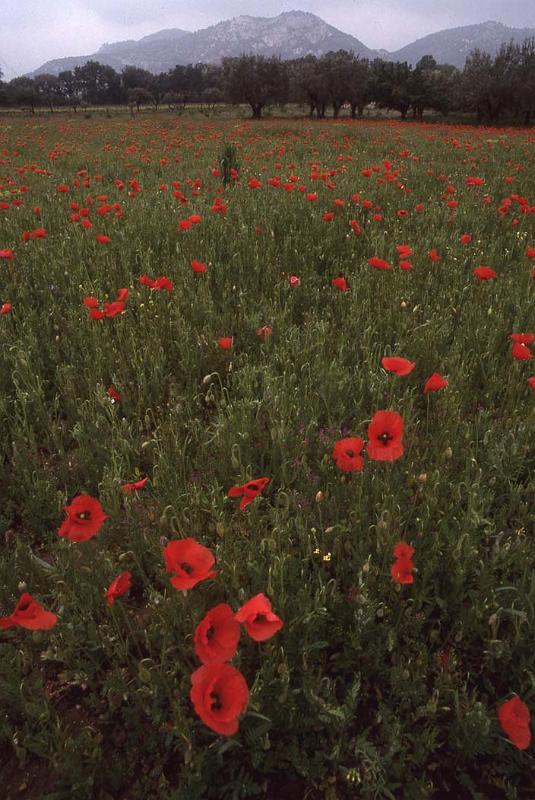 France 99 Poppies and Hills.jpg